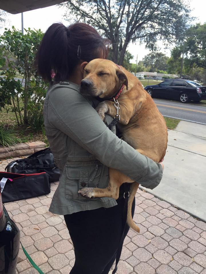 Credit: Furever Bully Love Rescue
