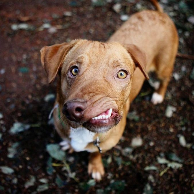 Credit: Luvable Dog Rescue