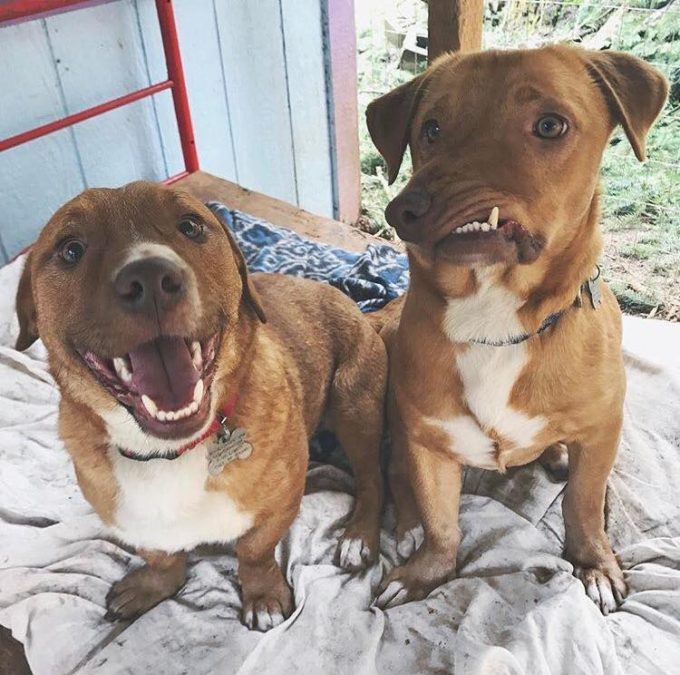 Credit: Luvable Dog Rescue