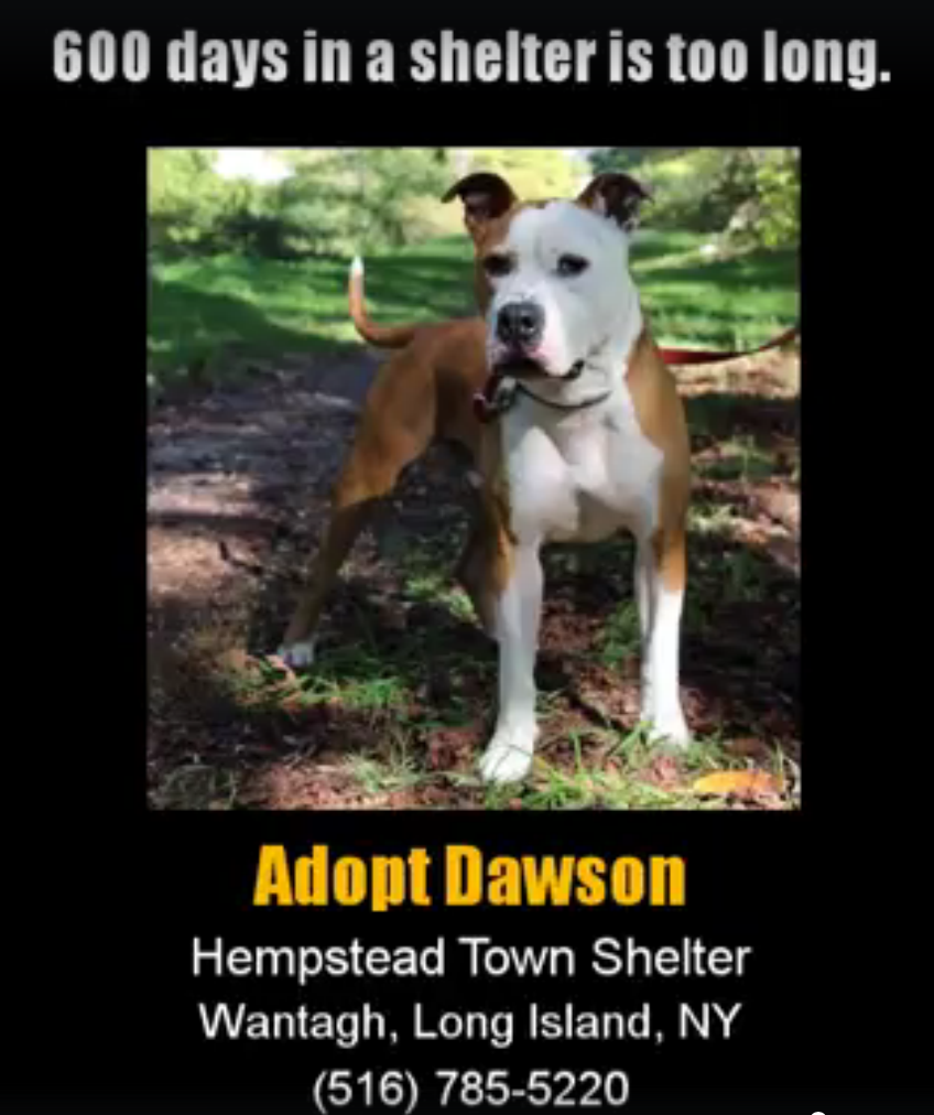@adoptdawson