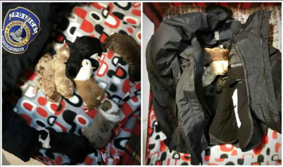 Every Dog Counts Rescue