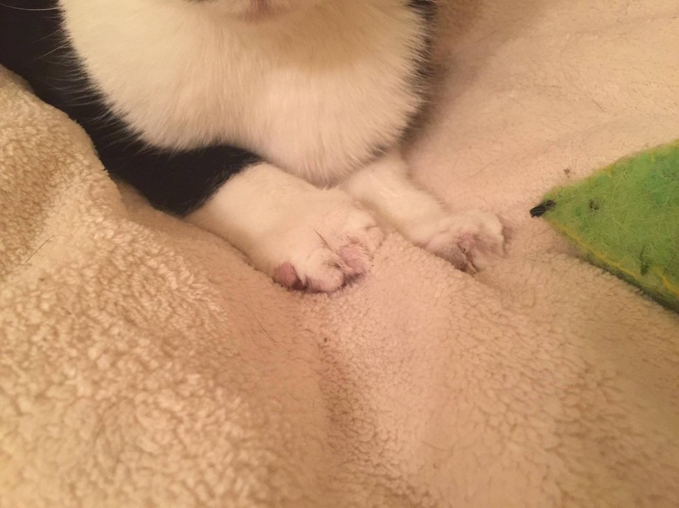 Credit: Zoey's Place Rescue