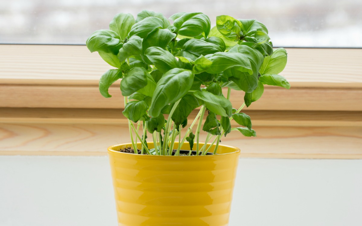 6 plants that repel bugs that you need to plant 6 plants that repel bugs that you need to plant