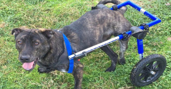 Facebook/New Life Animal Rescue