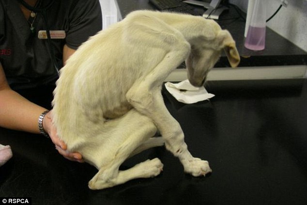 RSPCA