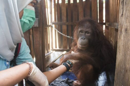 International Animal Rescue