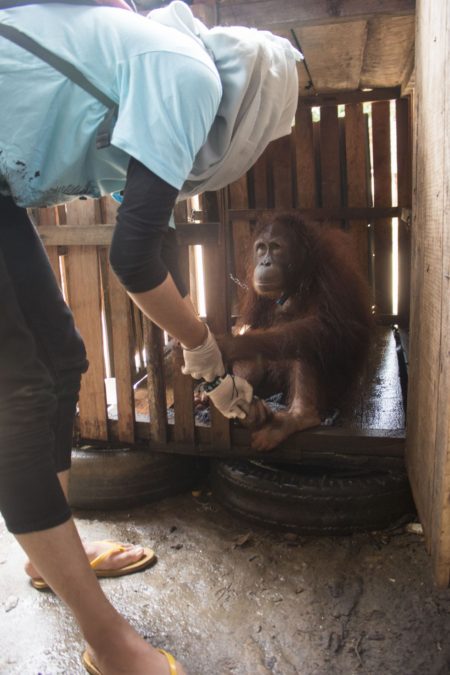 International Animal Rescue
