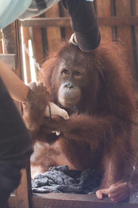 International Animal Rescue