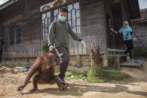 International Animal Rescue