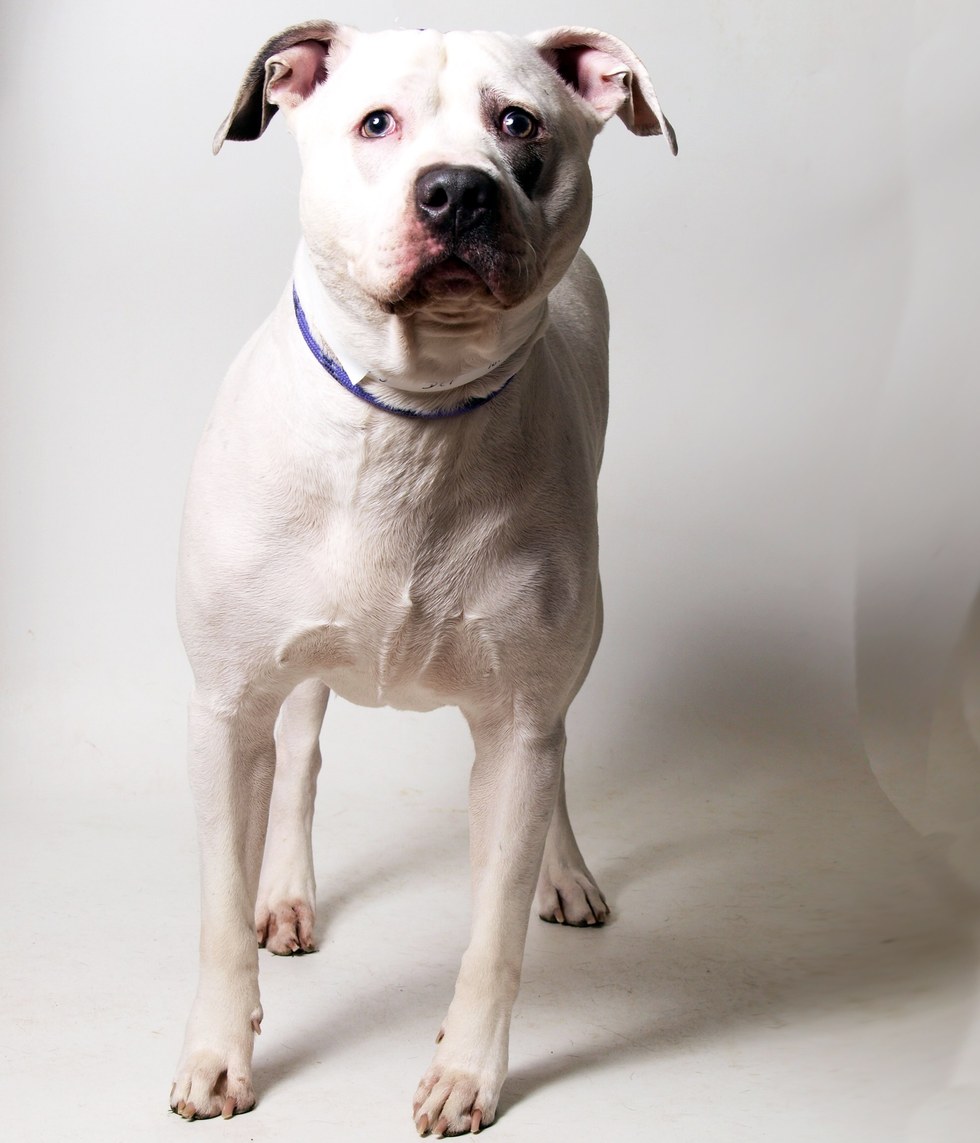 Franklin County Dog Shelter & Adoption Center