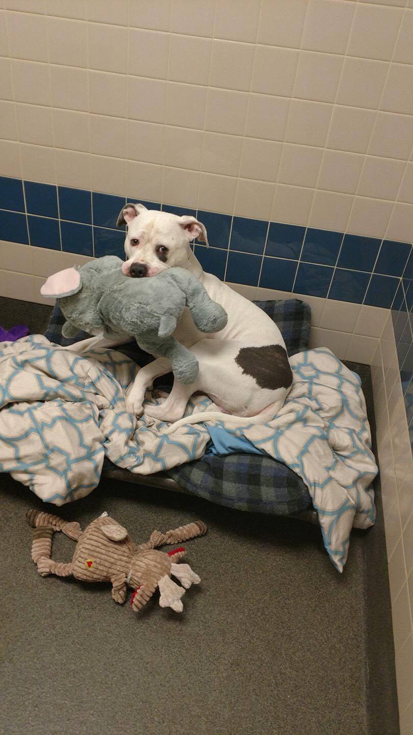 Franklin County Dog Shelter & Adoption Center