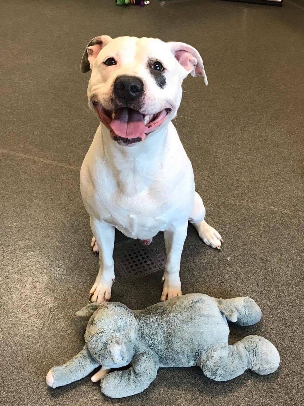 I Have A Dream Rescue Organization