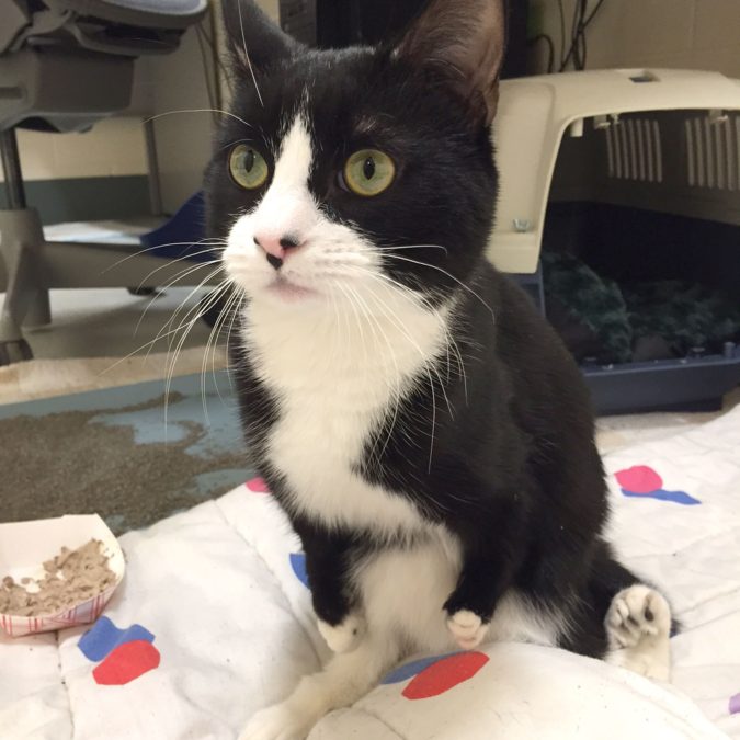 Credit: MSPCA-ANGELL