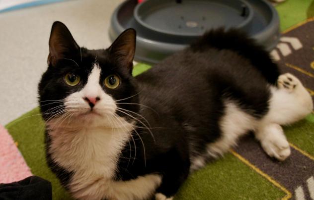 Credit: MSPCA-ANGELL