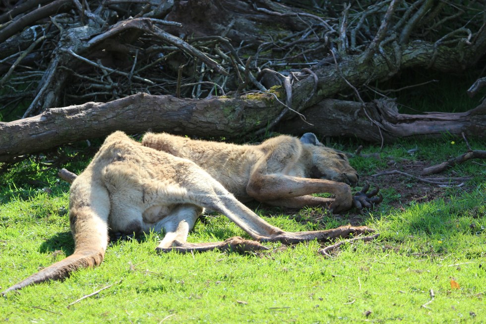 Credit: Captive Animals' Protection Society