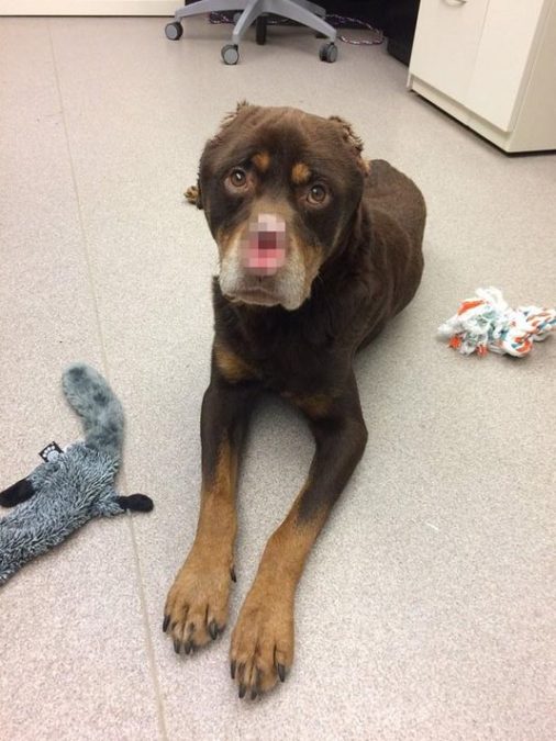 Credit: Michigan Humane Society