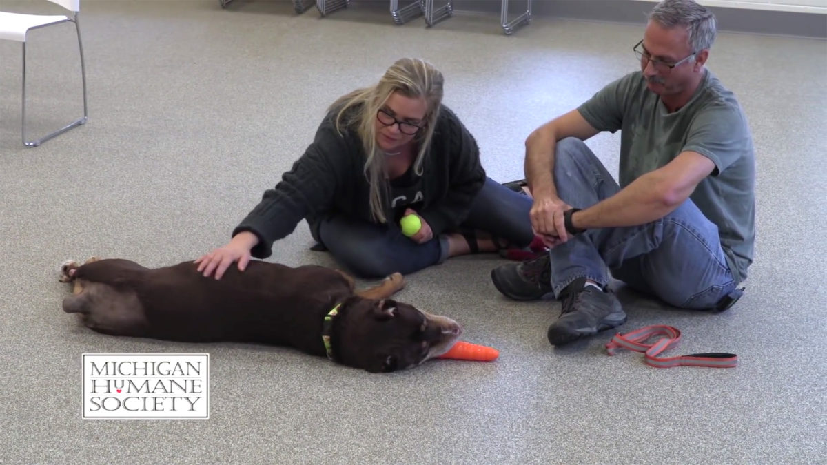 Credit: Michigan Humane Society