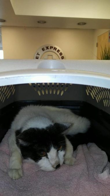 Credit: Saving Sage Animal Rescue Foundation