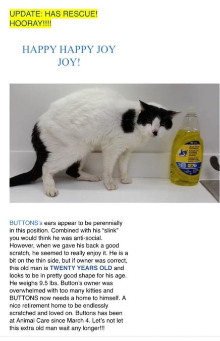 Credit: Saving Sage Animal Rescue Foundation