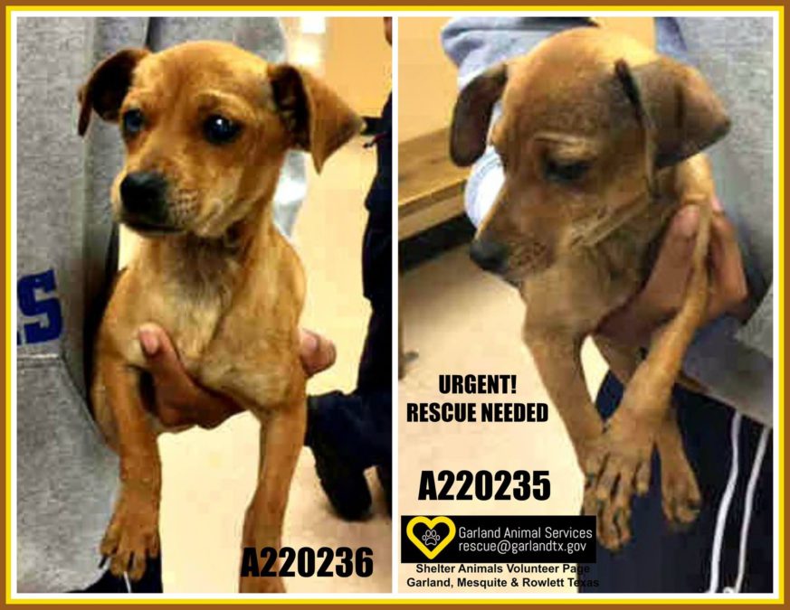 Credit: Shelter Animals of Garland, Mesquite and Rowlett, Texas