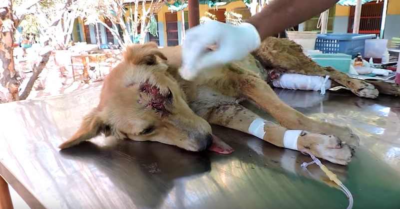 Credit: Animal Aid Unlimited