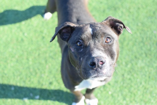 Credit: I Heart Dogs/ LifeLine Animal Project