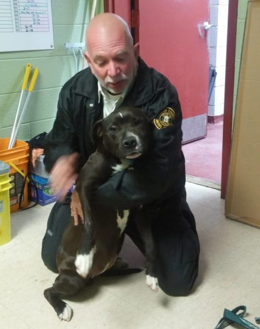 Credit: I Heart Dogs/ Lifeline Animal Project