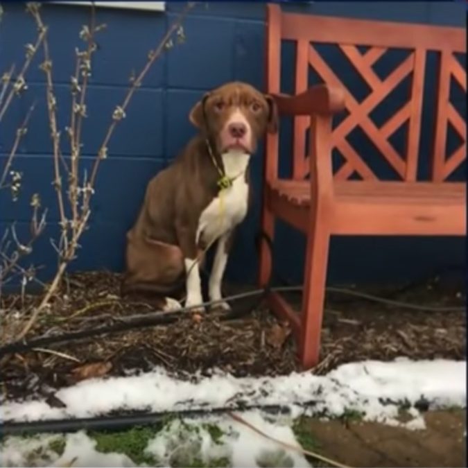 Credit: Michigan Animal Rescue League/Fox 2 News
