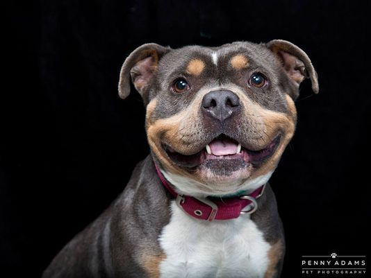 Credit: Penny Adams / Williamson County Animal Control