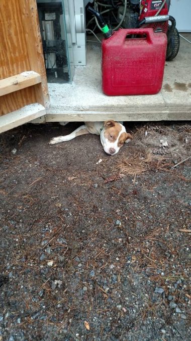 Credit: Hawkins County Humane Society