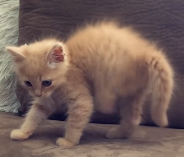 Credit: BestFriendsVideos