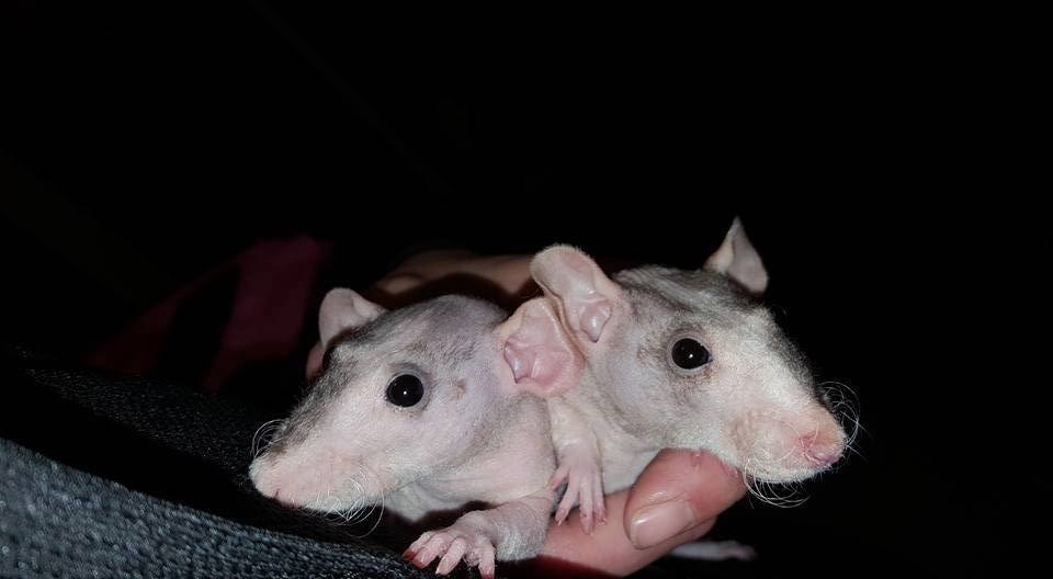 Credit: Rescued Rat Adoptions