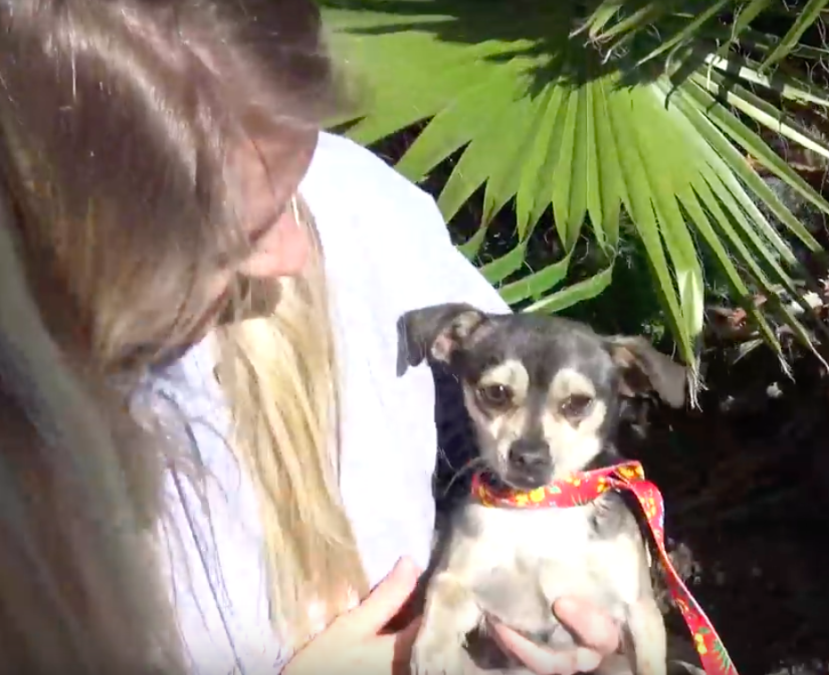 Credit: Hope For Paws
