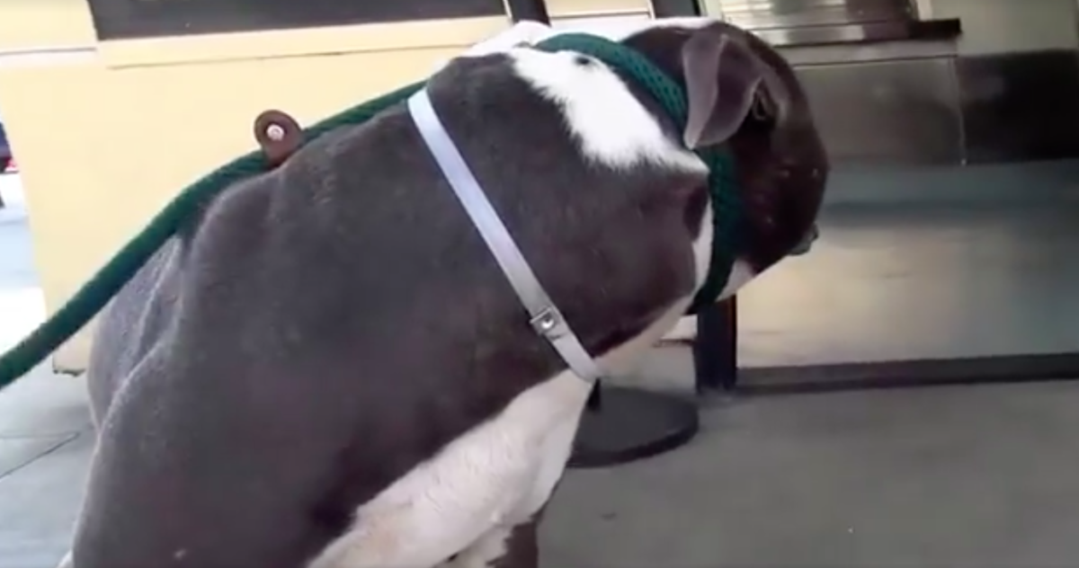 Credit: Saving Carson Shelter Dogs