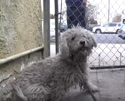 Credit: Hope For Paws/Youtube