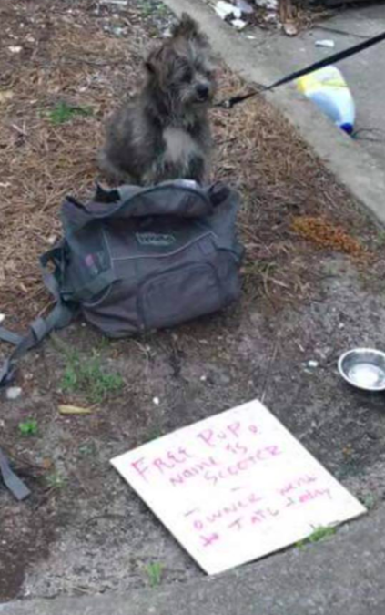 Credit: South Eastern Homeless Animals