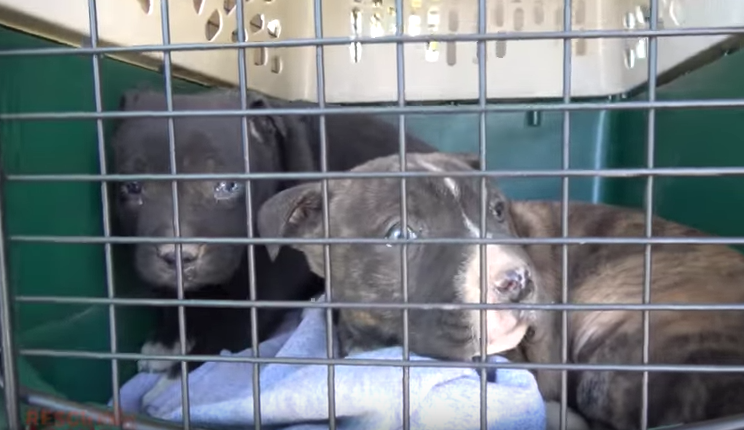 Credit: World Animal Awareness Society/ WA2S Films
