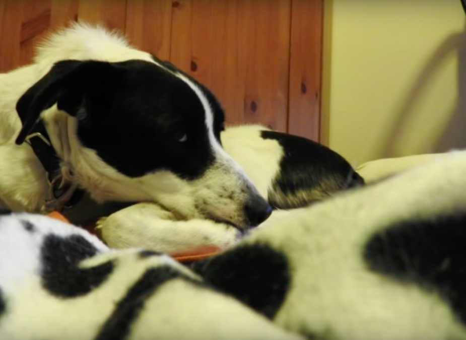 The Orphan Pet