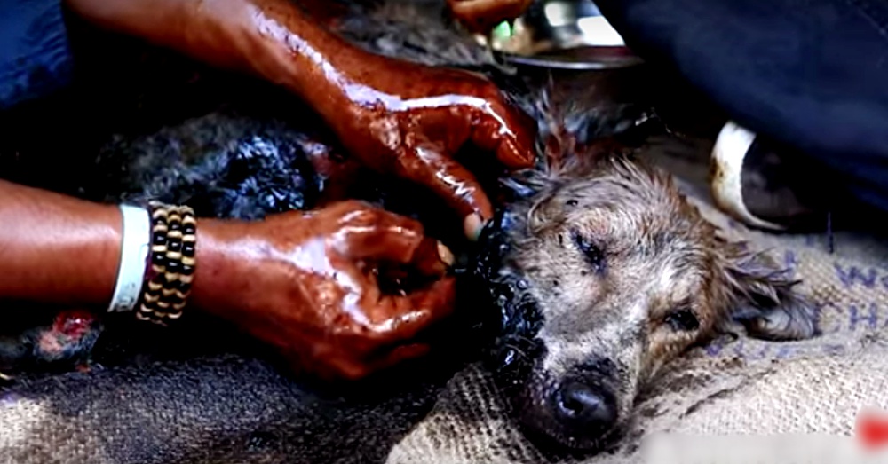 Credit: Animal Aid Unlimited, India