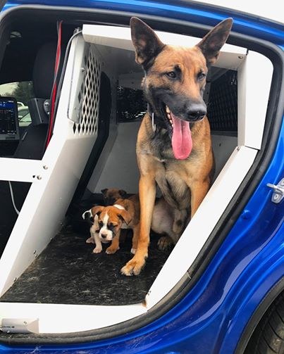 Credit: Georgia Department of Public Safety
