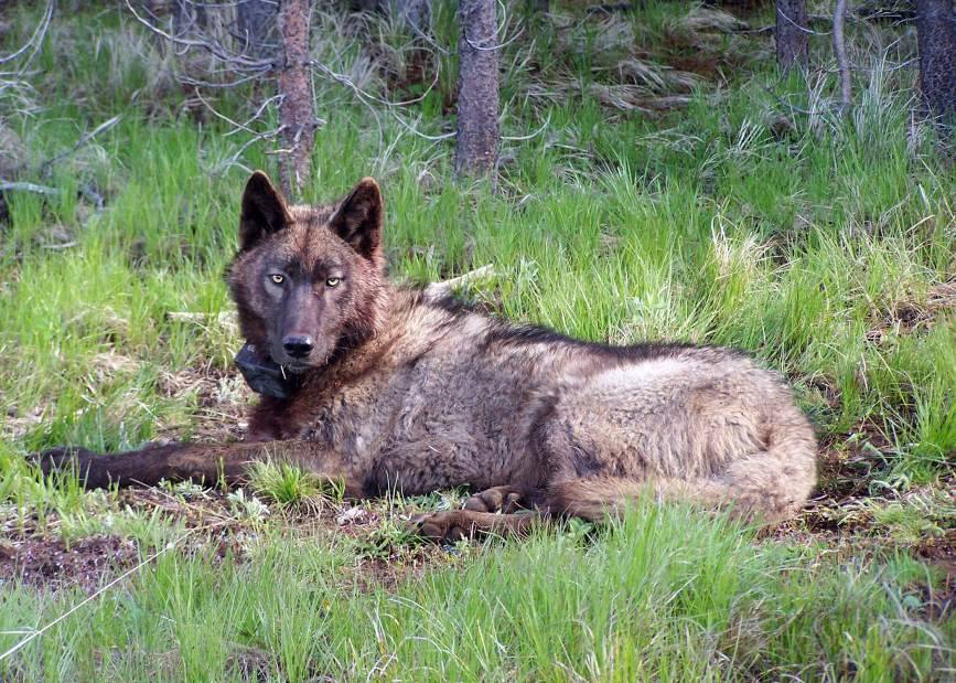 Credit: Wolfwatcher/ @wolfwatcher.org