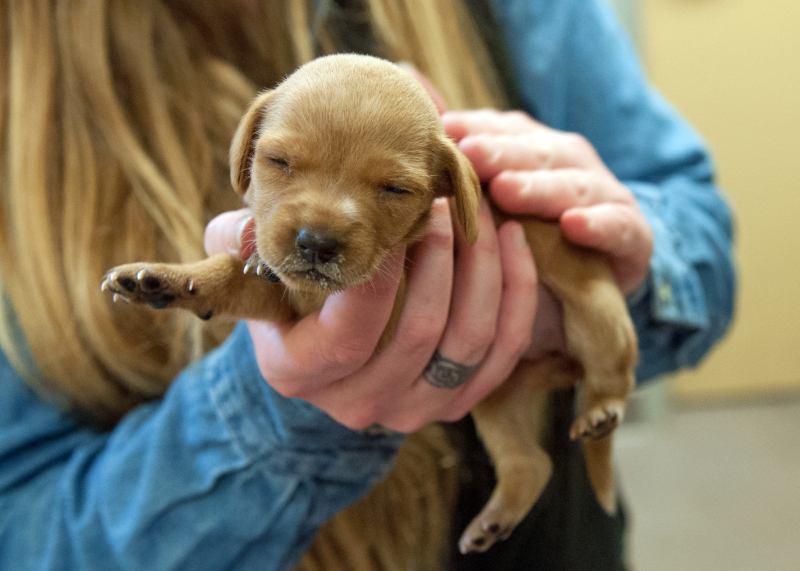 Courtesy: SPCA/WKRN