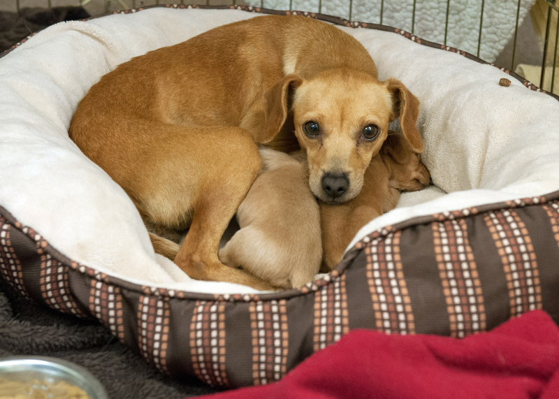 Courtesy: SPCA/WKRN