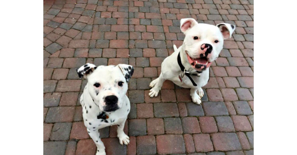 Kingston (left), Lola (right), A Rejoyceful Animal Rescue, The Dodo