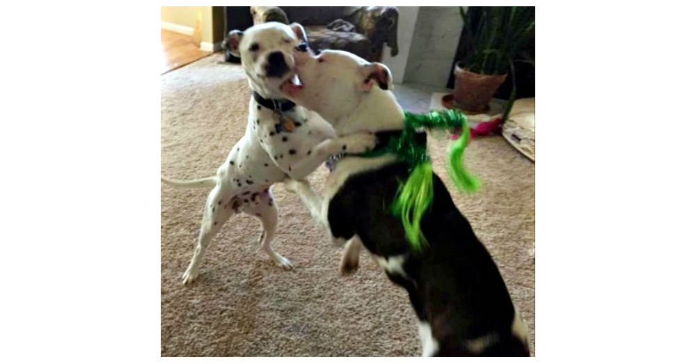 A Rejoyceful Animal Rescue, The Dodo