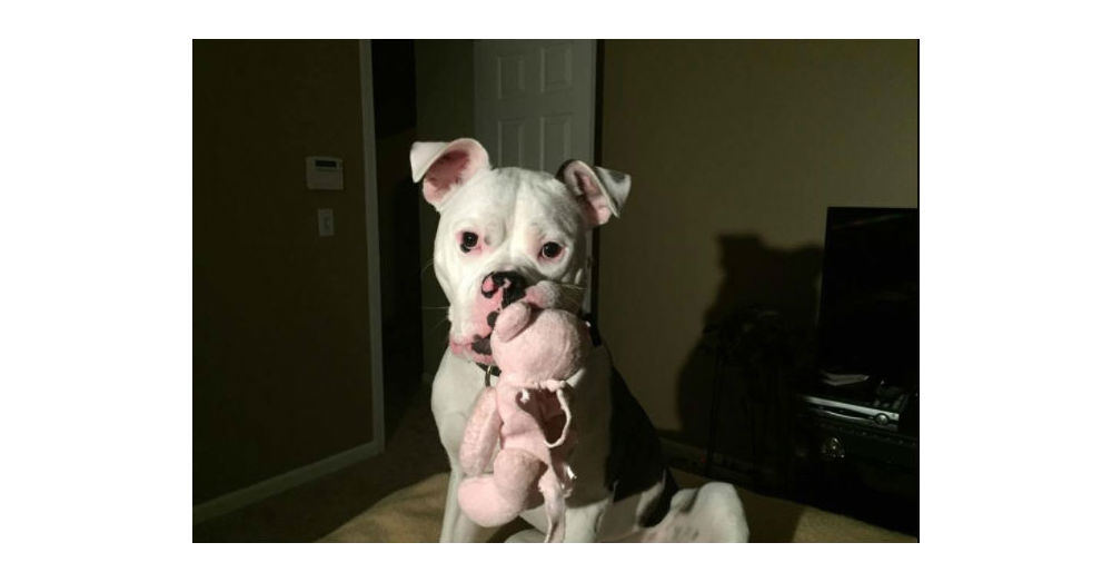A Rejoyceful Animal Rescue, The Dodo