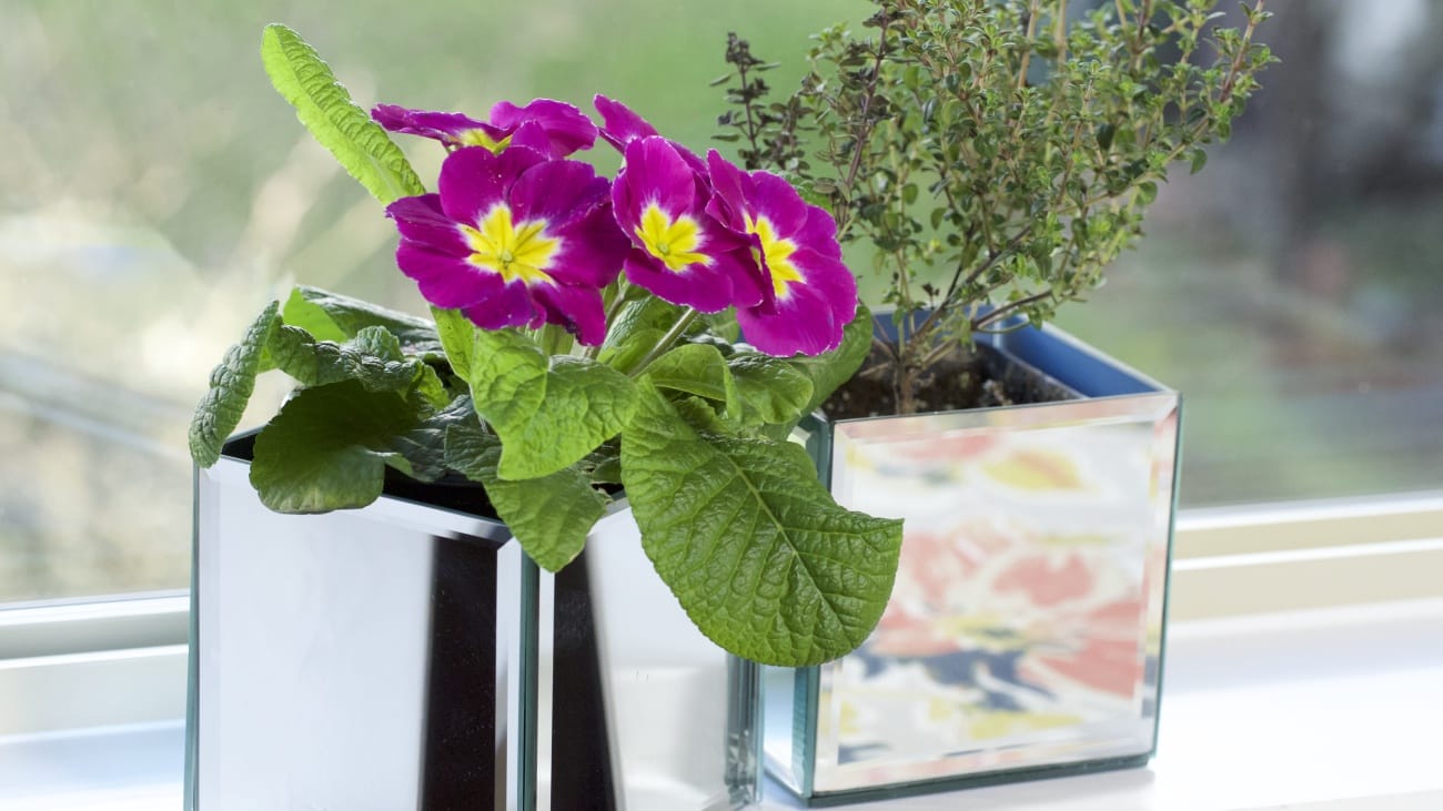 DIY Mirror Boxes 12 Tomatoes