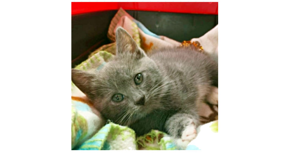 Holly Dixon, Love Meow