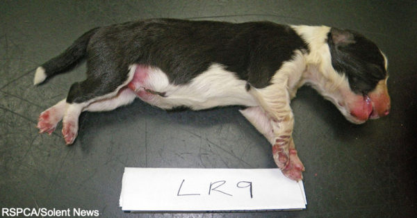 One of the deceased puppies entered as evidence in Peacock's trial.