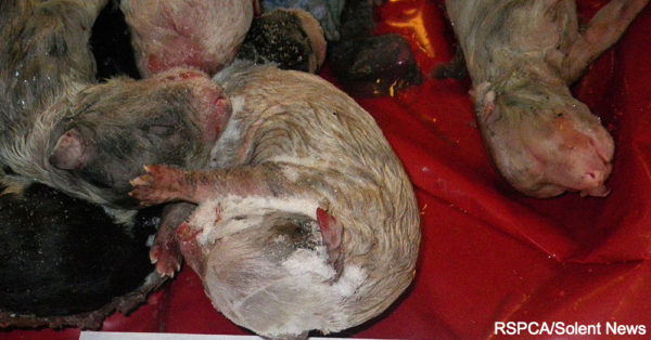 Margaret Peacock admitted guilt to three counts of being a responsible person failing to prevent the causing of unnecessary suffering to an animal for killing the animals.